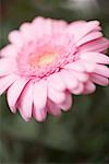 Gerbera rose (gros plan)