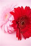 Two gerberas (red and pink)