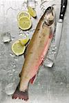 Fresh salmon trout, ice cubes and lemon slices