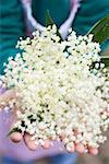 Hands holding elderflowers