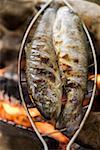 Grilling fish over camp-fire