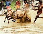 Two ox running in an oxen race, Kerala, India