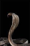 Close-up of a cobra flicking its tongue out