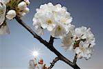 Close-up of Cherry Blossom