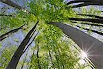 Looking up at Trees, Bavaria, Germany