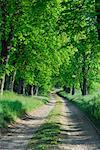 Path Through Forest, Mecklenburg-Western Pomerania, Germany