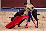 Stierkampf, Plaza de Toros de Las Ventas, Madrid, Spanien