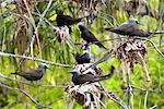 Noir Noddy sternes nicheuses, Wilson Island, Queensland, Australie