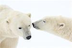 Eisbären riechen einander
