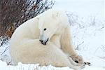 Polar Bear Cleaning Self
