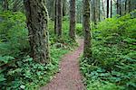 Path through Forest, Elk Falls Provincial Park, Vancouver Island, British Columbia, Canada