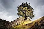 Tree on Hill by Stone Fence, Grasmere, Lake District, Cumbria, England