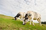 Vaches sur Hillside, Glastonbury Tor, Glastonbury, Somerset, Angleterre