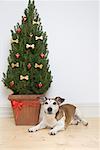 Chien de l'arbre de Noël