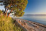 Arbre et bois flotté sur la plage, l'éperlan Bay Provincial Park, British Columbia, Canada