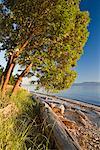 Baum und Treibholz am Strand, Stint Bay Provincial Park, British Columbia, Kanada