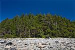 Forêt et estran rocheux, Cortes Island, en Colombie-Britannique, Canada