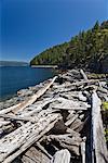 Driftwood on Beach, Cortes Island, British Columbia, Canada