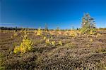 Tamarack Trees in Bog, Mer Bleue Conservation Area, Ottawa, Ontario, Canada