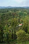 Terrace Farms, East Java, Java, Indonesia