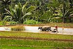 Terrace Farms, Dieng Plateau. Central Java, Java, Indonesia