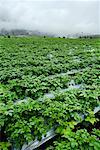 Ferme de pommes de terre, Plateau de Dieng. Centre de Java, Java, Indonésie