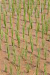 Riz Paddy, Plateau de Dieng, Central Java, Java, Indonésie