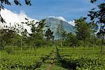 Tea Plantation Near Mount Sundoro Dieng Plateau, Central Java, Java, Indonesia