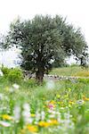 Olive tree in flowery meadow