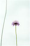 Fleur Scabiosa, vue d'angle faible