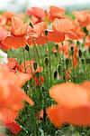 Poppies growing in field, close-up