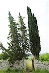 Cedar trees behind low stone wall with gate