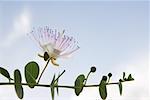 EucalyZSus branch in flower