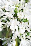 African lily, close-up