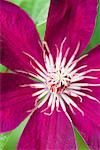 Clematis flower, high angle view, close-up