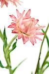 Strawflower, close-up