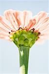 Zinnia, low angle view