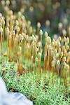 Seedlings growing, close-up