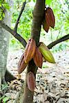 Cocoa Plant, Grenada