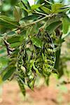 Pigeon Pea Pods, Grenada