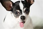Chihuahua avec langue sortie