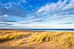 Dune Grass on Beach, East Lothian, Scotland, United Kingdom