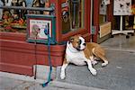 Dog Tied Up in Front of Store, Quebec City, Quebec, Canada