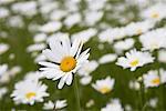 Champ de marguerites leucanthème vulgaire, Brook, Mecklembourg-Poméranie occidentale, Allemagne