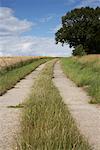 Weg durch Feld, Brook, Mecklenburg-Vorpommern, Deutschland