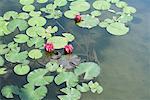 Water lilies in pond, high angle view