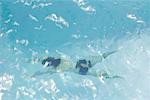 Homme nageant sous l'eau dans la piscine, vue grand angle