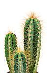 Kaktus, close-up