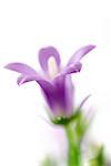 Purple balloon flower, close-up