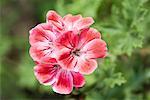 Pink geranium, close-up